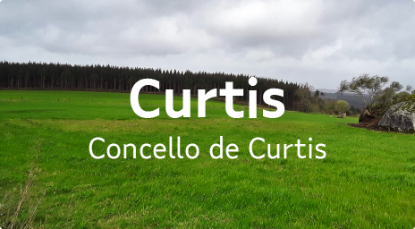 poligono curtis