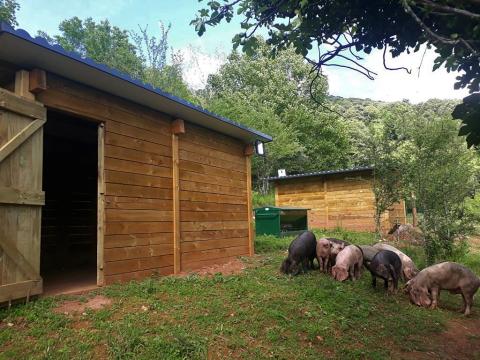 A Xunta pon en valor a cría de porco celta en ecolóxico na aldea modelo de Moreda